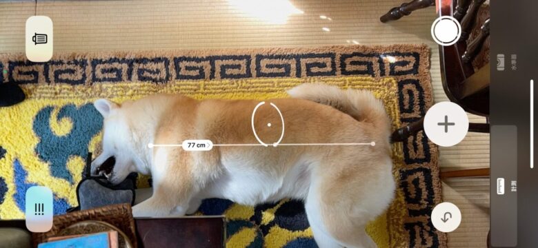 秋田犬のサイズ計測写真