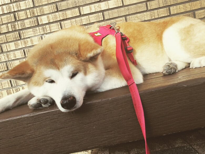 ベンチで昼寝する秋田犬